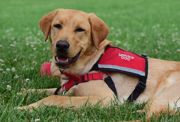 Service and Therapy Dog Programs